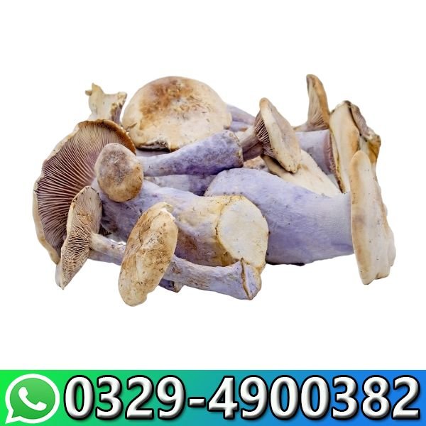 Mushrooms Iceberg Exotic THC In Pakistan